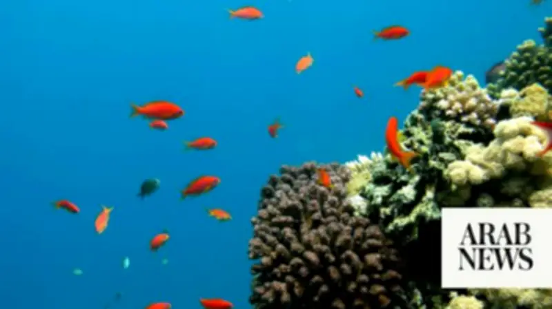 Saudi Wildlife Center Documents Largest Asir Garra Fish Migration