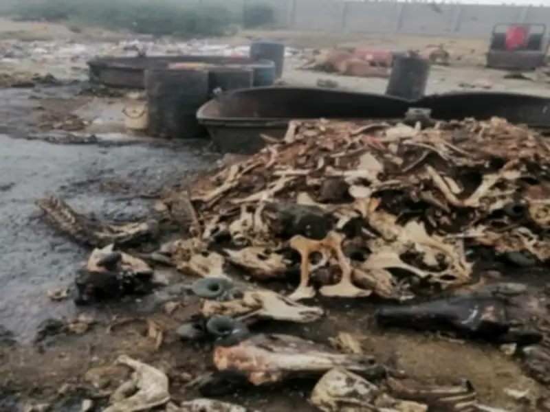 Sukhan Police Arrest Suspect in Hazardous Oil Production from Dead Animals