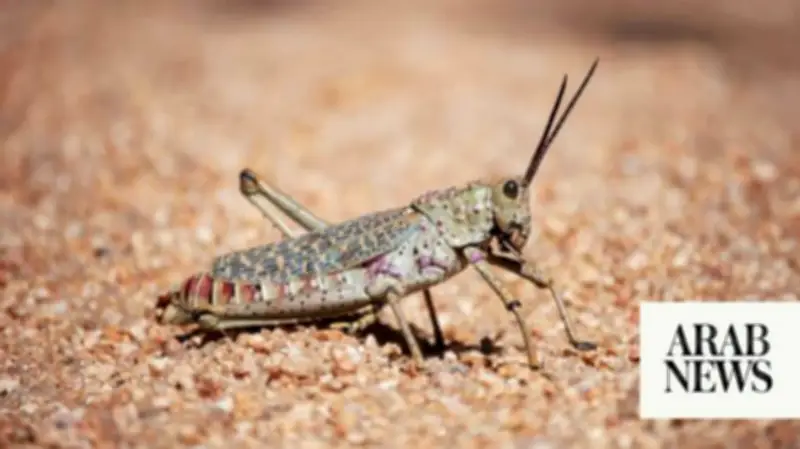 Ukraine Detects Locust Outbreak in Eastern Dnipropetrovsk Region