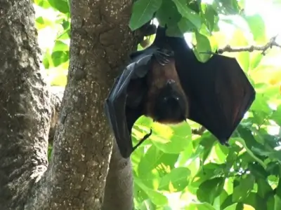 Lahore's Bat Populations Decline Due to Urbanization and Myths