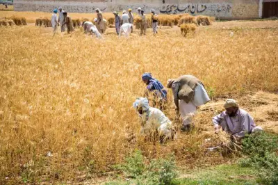 Punjab Kissan Cards empower 832,000 farmers with Rs25.4 billion loans