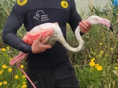 Rare Migratory Flamingo Rescued in Chichawatni, Shifted to Wildlife Park