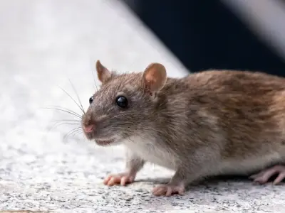Rat Attacks on the Rise in Peshawar: Over 3,000 Bite Cases in Three Months