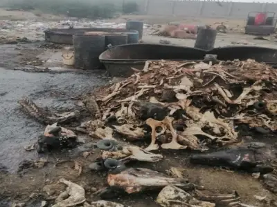 Sukhan Police Arrest Suspect in Hazardous Oil Production from Dead Animals