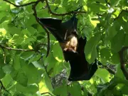 Bagh-e-Jinnah Bat Population Declining Due to Urbanisation and Myths