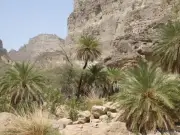 Balochistan Bans Tree Cutting, Wood Transport for One Year
