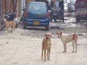 Dog-Bite Cases Surge in Karachi as Stray Dog Population Grows Unchecked