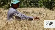 Egypt Seeks to Boost Wheat Imports and Storage Cooperation with Poland