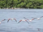 Flamingos Return to South Punjab After 40-Year Absence