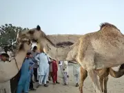 Outrage in Pakistan after camel tortured, blinded in Tharparkar