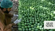 Pakistan Mango Export Earnings May Drop 30% Due to Climate and Gulf Conflict