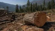 Pakistan's Forests: From Timber Banks to Ecological Lifelines