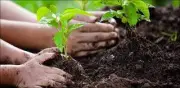 Punjab Govt Launches Rs2.5 Billion Afforestation Project in Southern Punjab