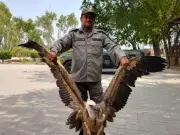 Rare Eurasian Griffon Vulture Rescued in Punjab, Released to Wildlife Park
