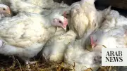 Record Heat Causes Mass Poultry Deaths in France