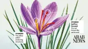 Saudi Arabia Expands Saffron Cultivation with Biotech and ISO Certification