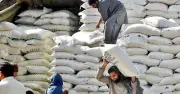 Sindh CM Murad Ali Shah Orders Crackdown on Flour Price Hikes