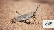 Ukraine Detects Locust Outbreak in Eastern Dnipropetrovsk Region