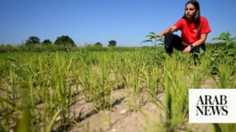 Europe's rice bowl faces drought crisis in Italy's Pavia province