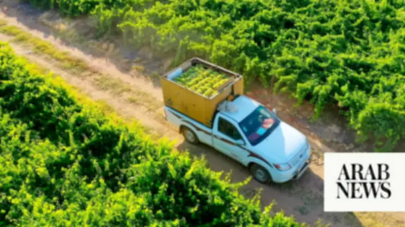Grape Production Boosts Qassim's Agricultural Profile in Saudi Arabia