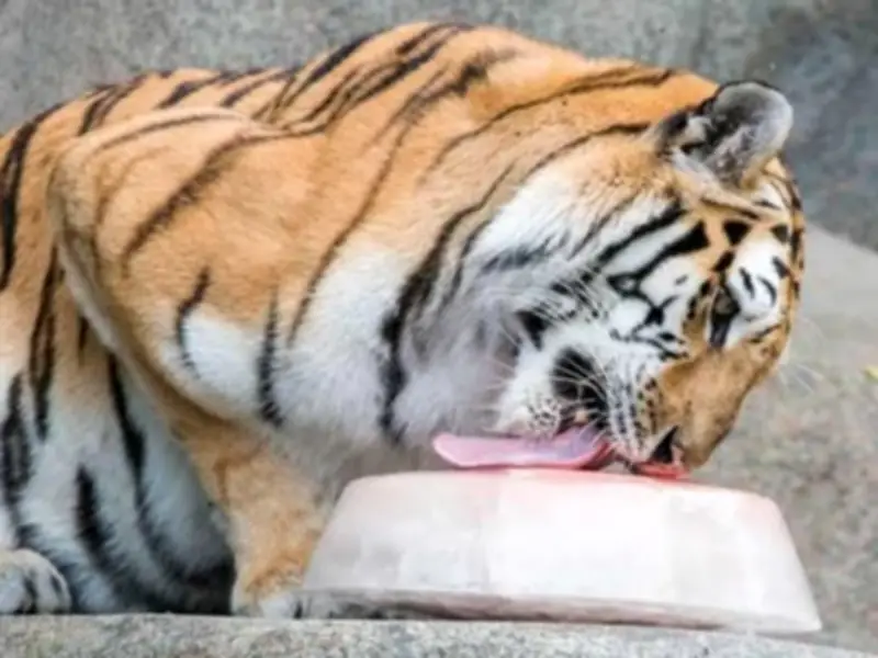 Lahore Zoo Launches Frozen Fruit Treats to Beat Summer Heat for Animals
