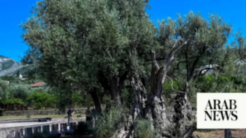 Montenegro's Ancient Olive Tree Revived After Years of Restoration