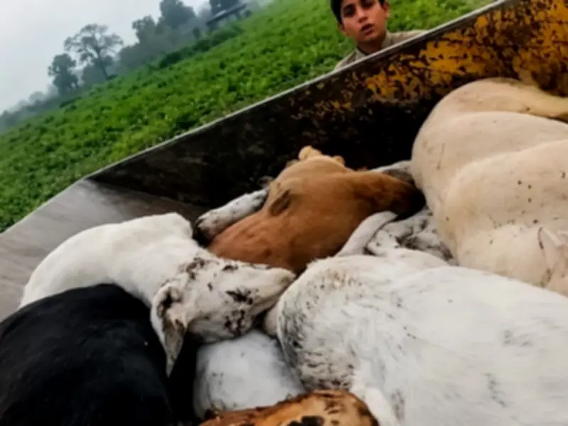 New Video Shows Stray Dog Carcasses in Lahore Amid Court Ban