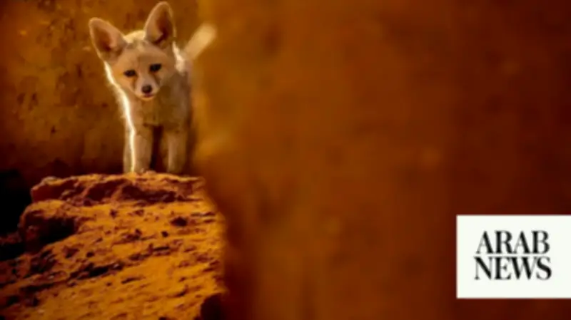 Red Fox Plays Vital Ecological Role in Saudi Arabia Reserve