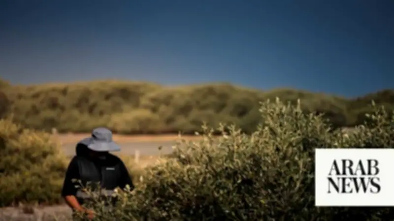 Saudi Mangrove Park Leads Coastal Conservation Efforts