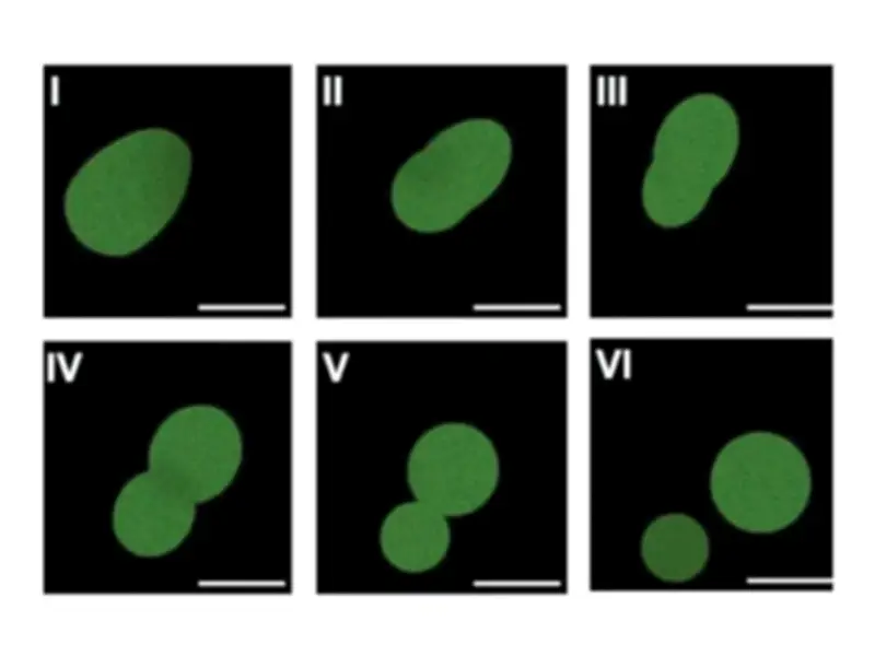 Scientists Create Synthetic Cells That Grow and Divide Using Lab-Made DNA