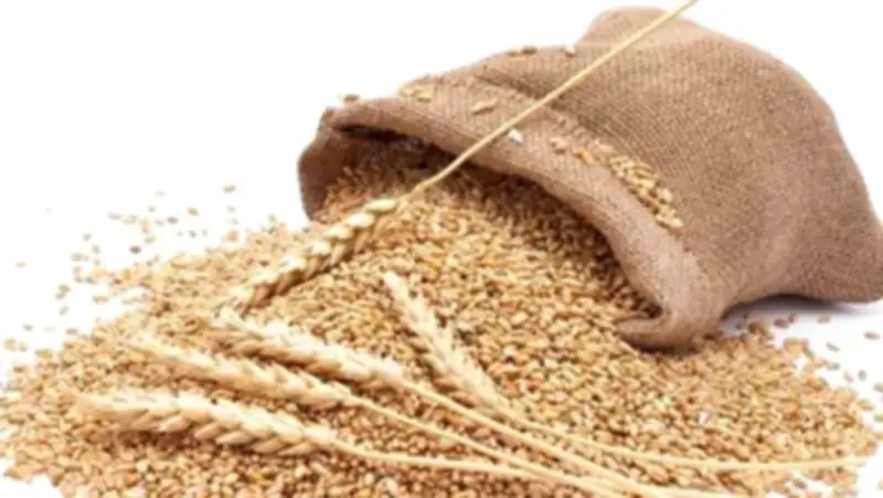 Sindh CM Orders Crackdown on Wheat Hoarding, Warns of Action