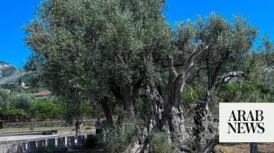 Montenegro's Ancient Olive Tree Revived After Years of Restoration