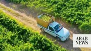 Grape Production Boosts Qassim's Agricultural Profile in Saudi Arabia
