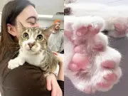Michigan Rescue Cat Ties World Record with 28 Toes and 30 Claws
