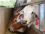 Pakistan's Live Animal Export Risks Weakening Meat Processing Industry