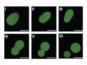 Scientists Create Synthetic Cells That Grow and Divide Using Lab-Made DNA
