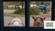 'The Sheep Detectives': A Cozy Crime Caper for All Ages on Amazon Prime