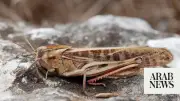 Ukraine Reports New Locust Outbreak in Southern Kherson Region